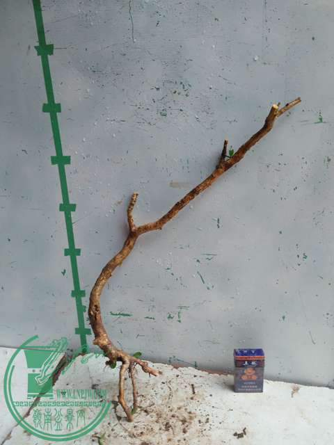 IMG20170314133219.jpg