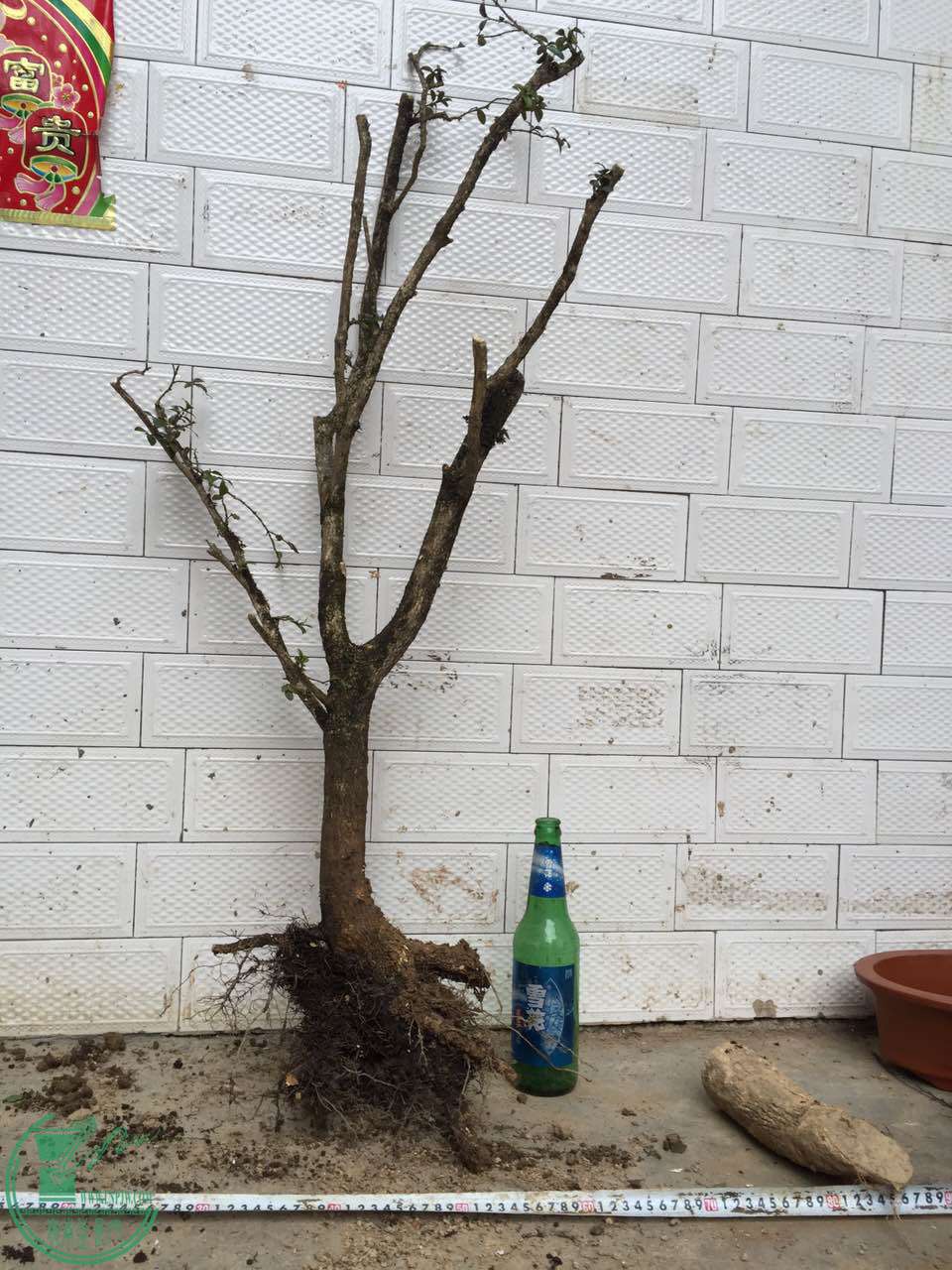 27.jpg