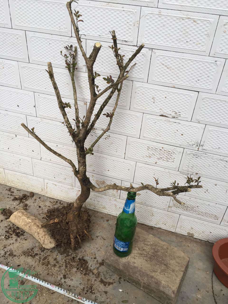 44.jpg