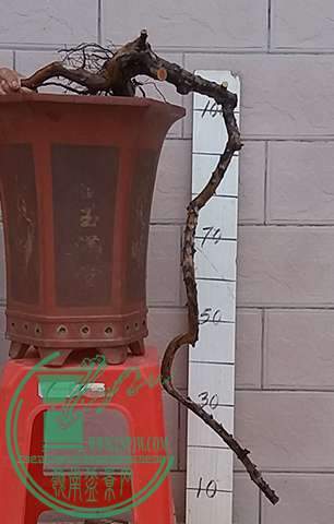 20170316_172418_mh1489662245105.jpg