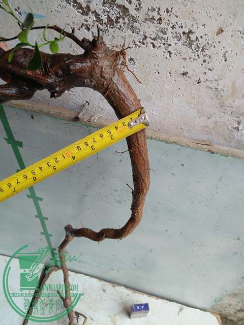 IMG20170316105250.jpg