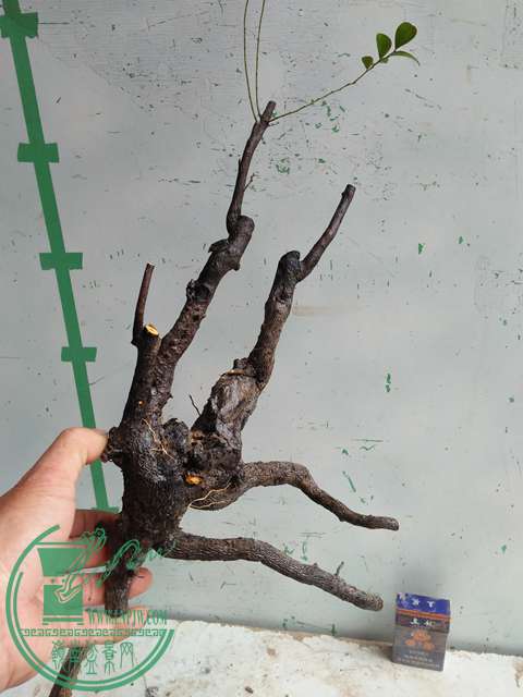 IMG20170316111539.jpg
