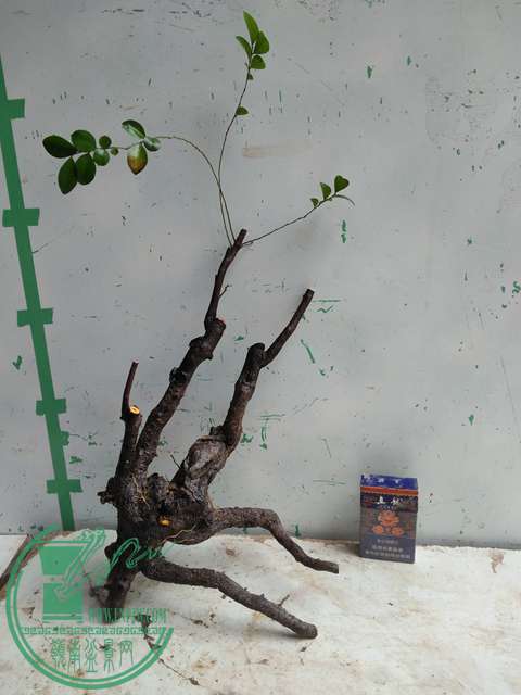 IMG20170316111556.jpg