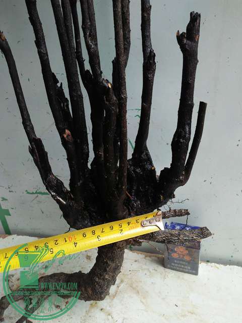 IMG20170316111656.jpg