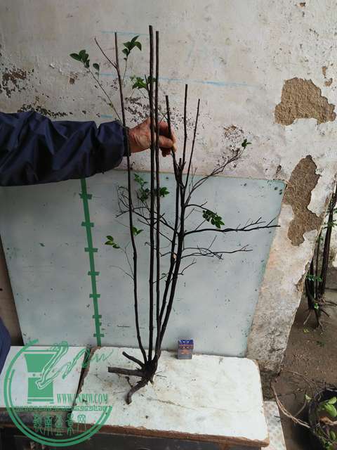 IMG20170316112424.jpg