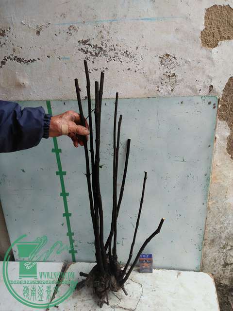 IMG20170316112508.jpg