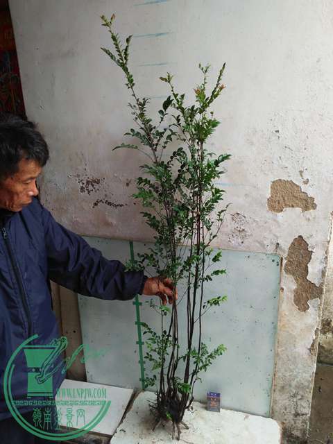 IMG20170316112804.jpg