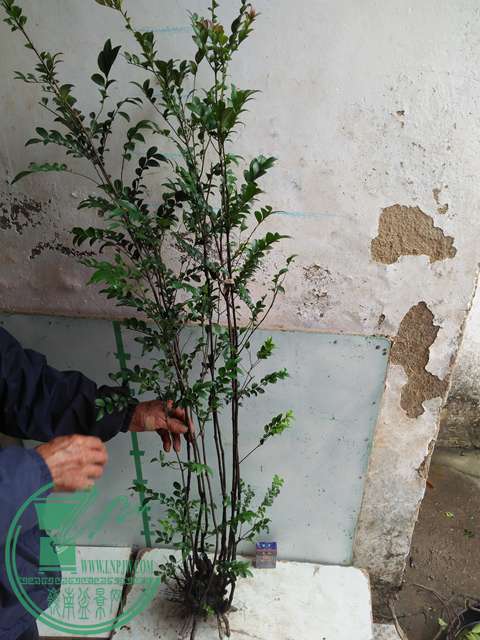IMG20170316112832.jpg