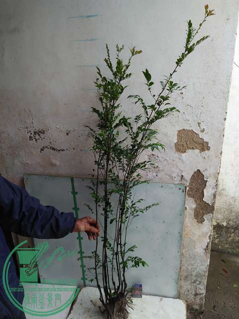 IMG20170316112844.jpg