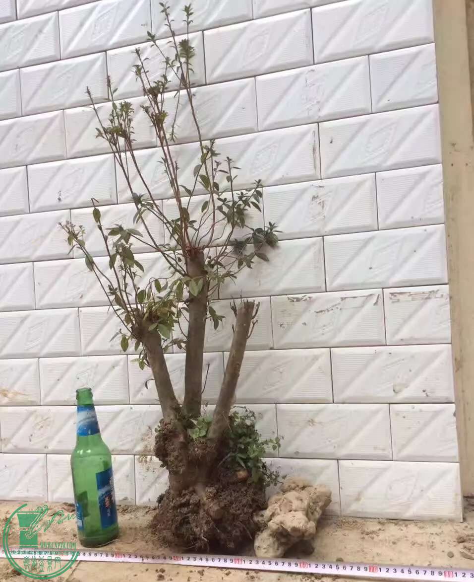image.jpeg