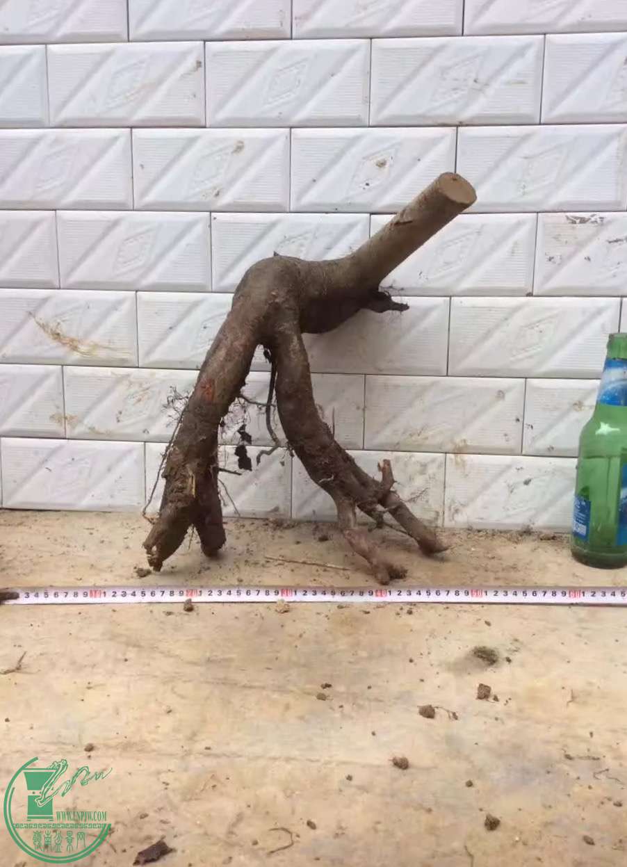 image.jpeg