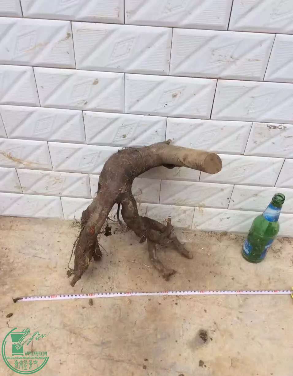 image.jpeg