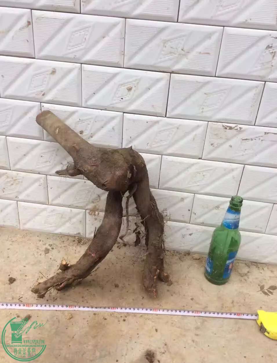 image.jpeg