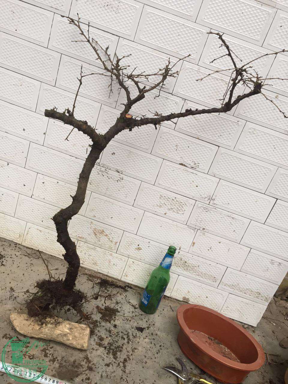 27.jpg