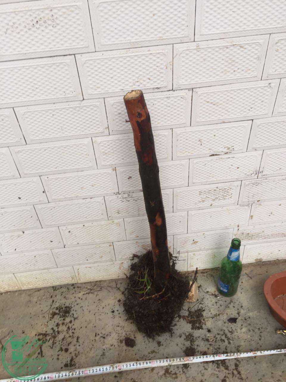 39.jpg