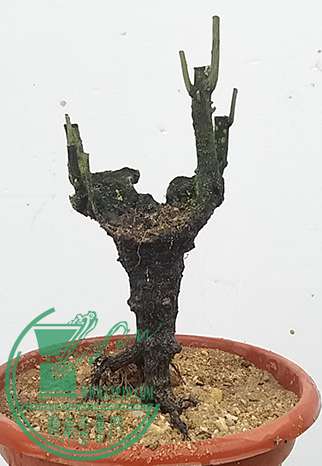20170316_111117_mh1489662213471.jpg