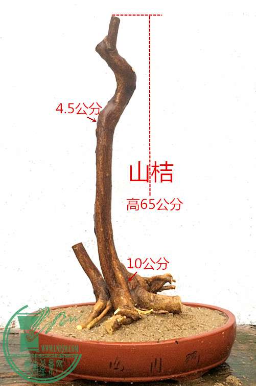 1_.jpg