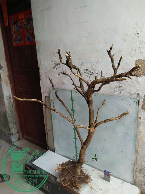 IMG20170317123513.jpg