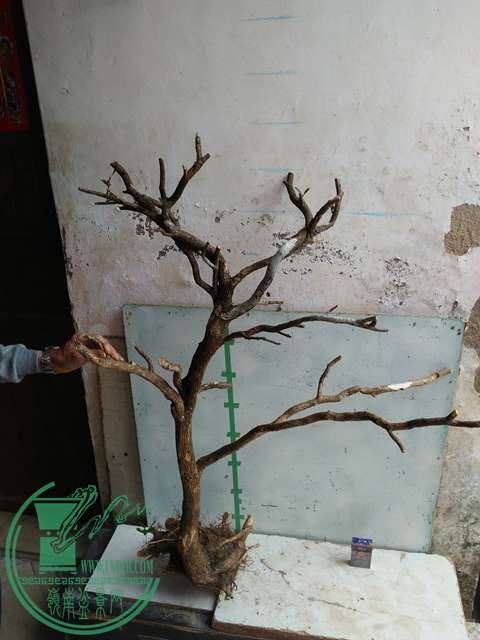IMG20170317123624.jpg