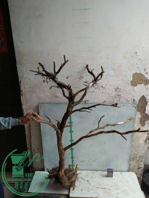 IMG20170317123632.jpg