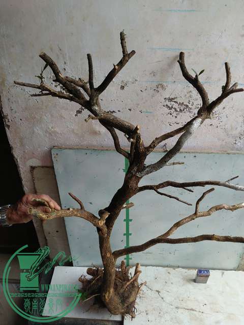 IMG20170317123637.jpg