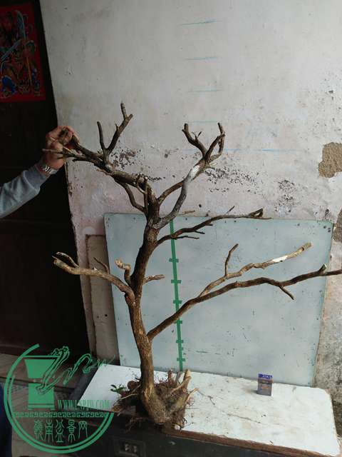 IMG20170317123704.jpg