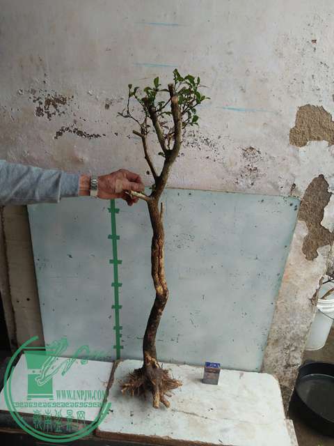 IMG20170317123827.jpg