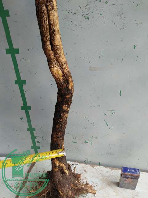 IMG20170317123832.jpg