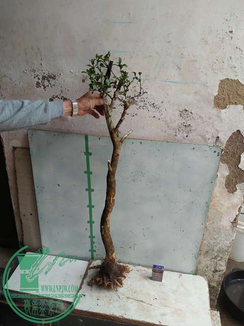 IMG20170317123846.jpg