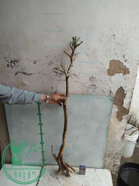 IMG20170317123917.jpg