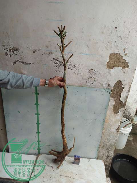 IMG20170317123930.jpg