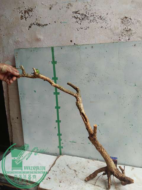 IMG20170317124151.jpg