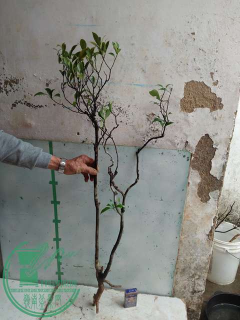 IMG20170317124501.jpg