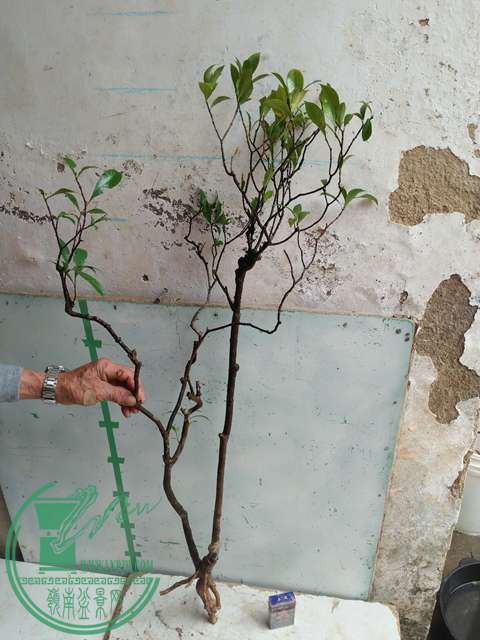 IMG20170317124514.jpg