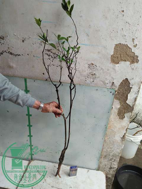 IMG20170317124525.jpg