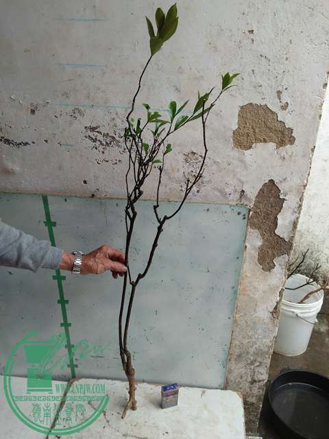 IMG20170317124534.jpg