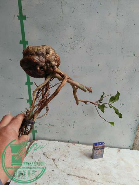 IMG20170317124749.jpg