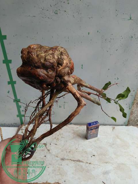 IMG20170317124758.jpg