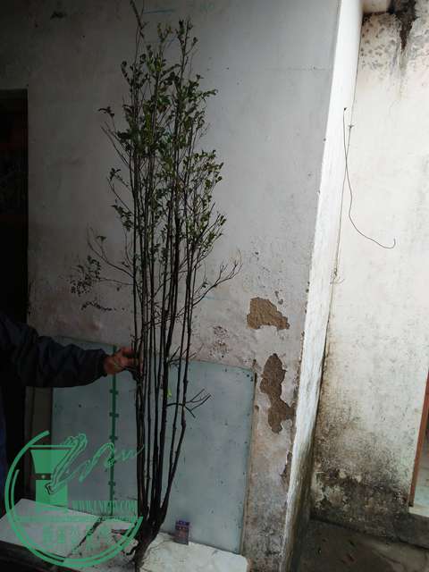 IMG20170316112718.jpg
