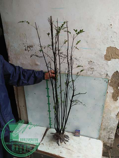 IMG20170316112607.jpg