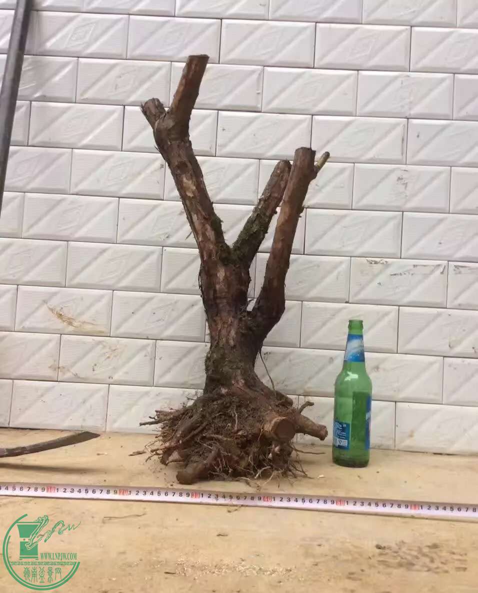 image.jpeg