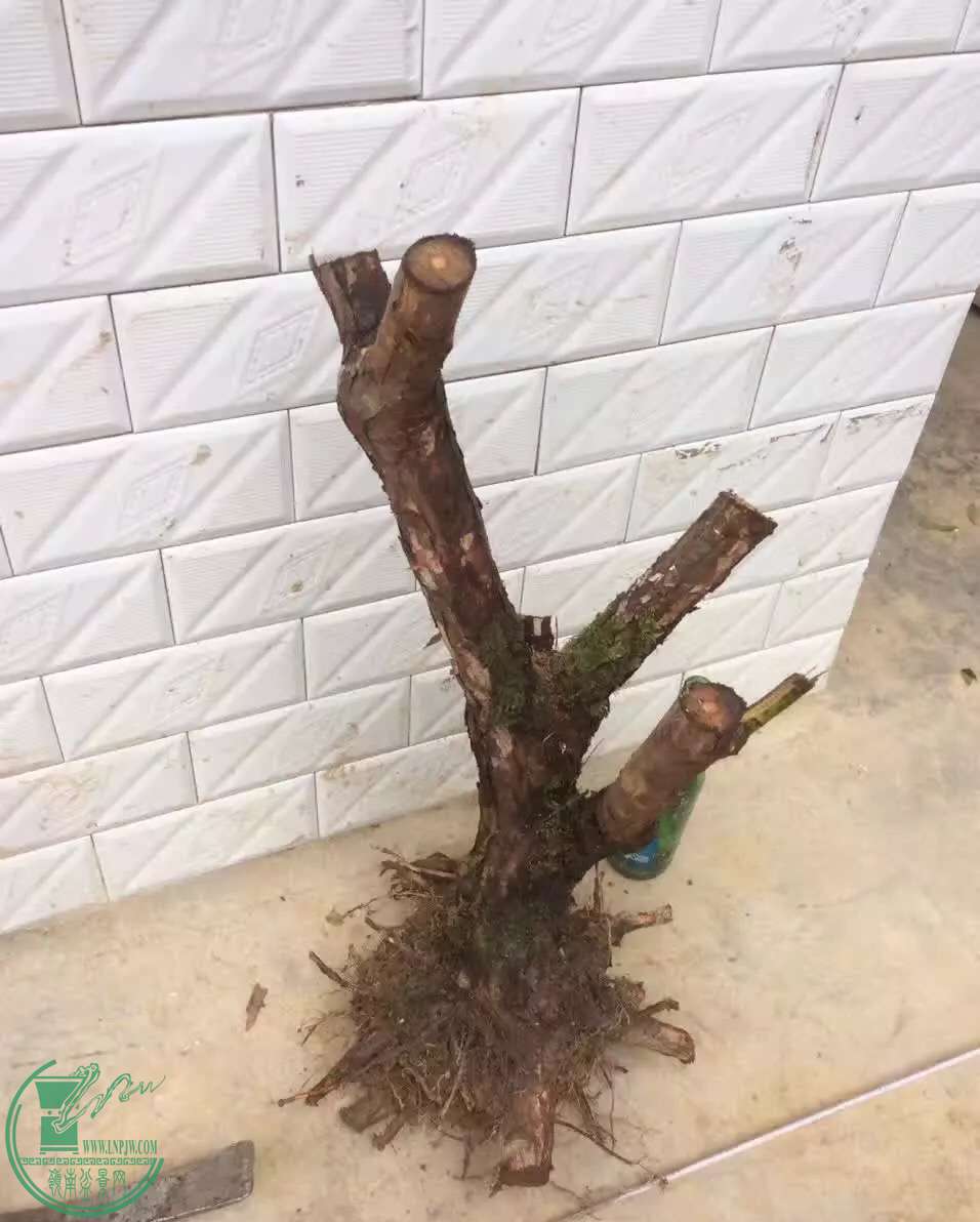 image.jpeg