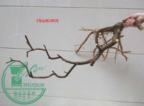 P70318-163749_.jpg