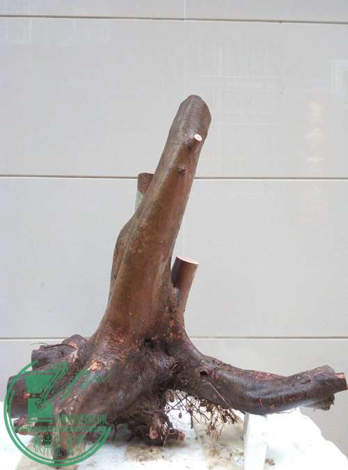 P70318-162709_.jpg