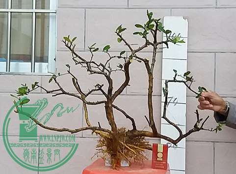 20170318_181726_mh1489835109602.jpg