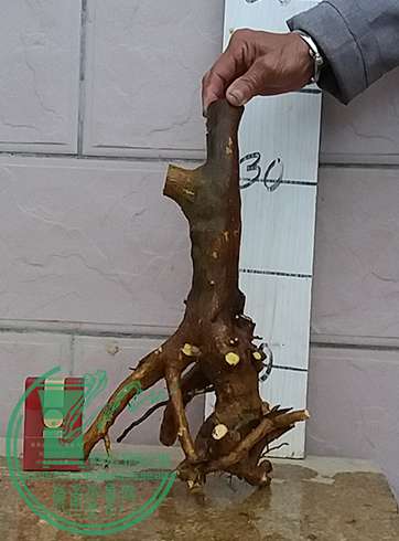 20170318_181150_mh1489834828592.jpg