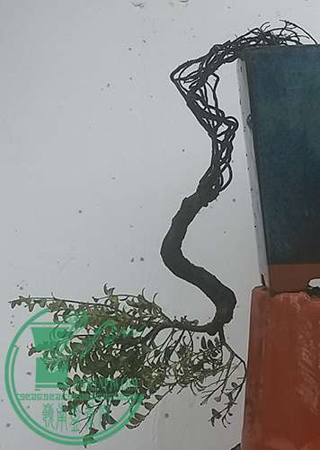 20170318_122940_mh1489834548205.jpg