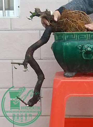 20170319_183600_mh1489922758421.jpg
