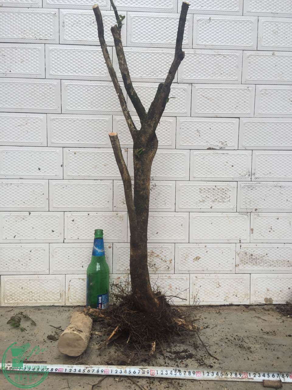 47.jpg