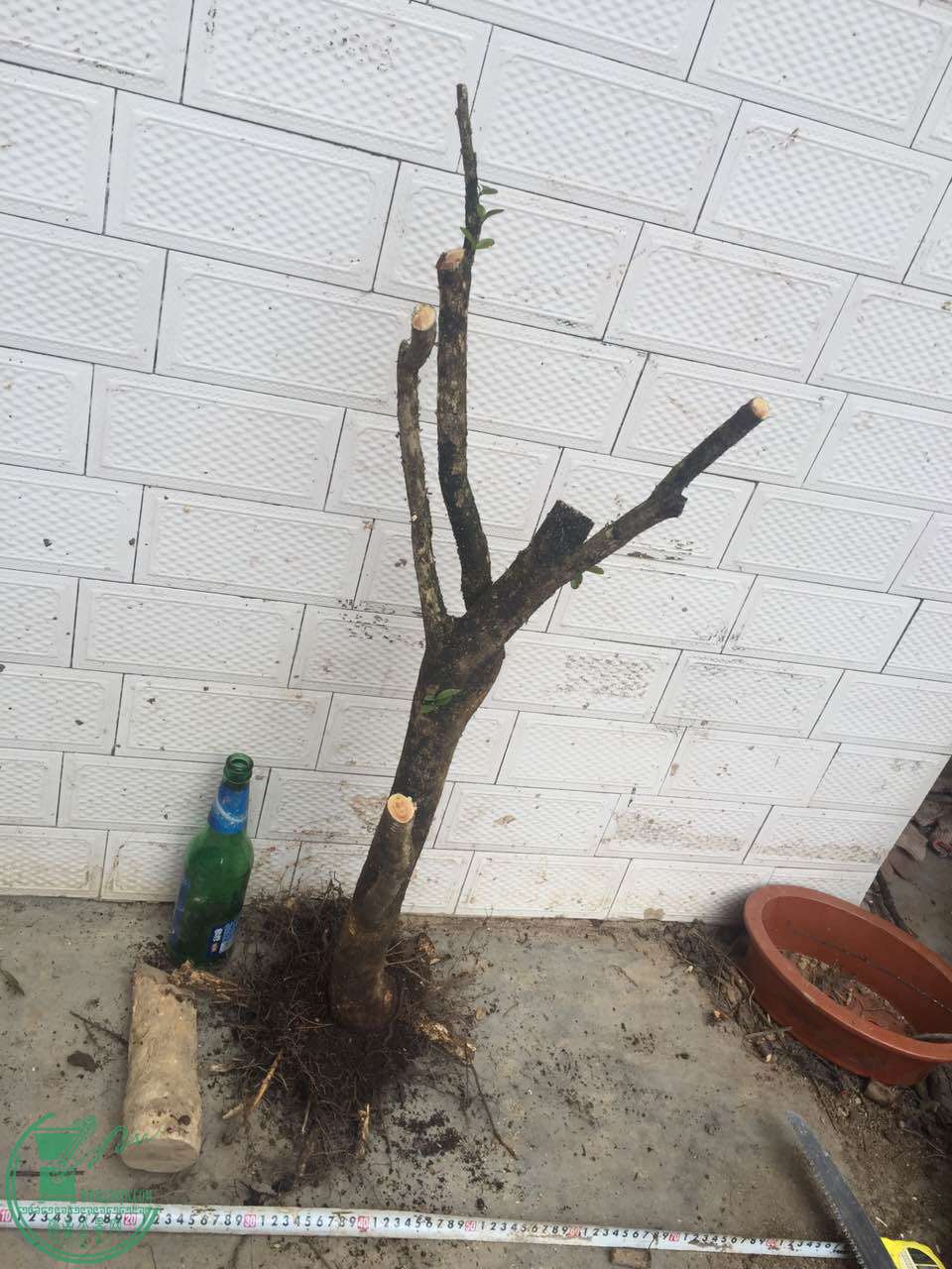 49.jpg